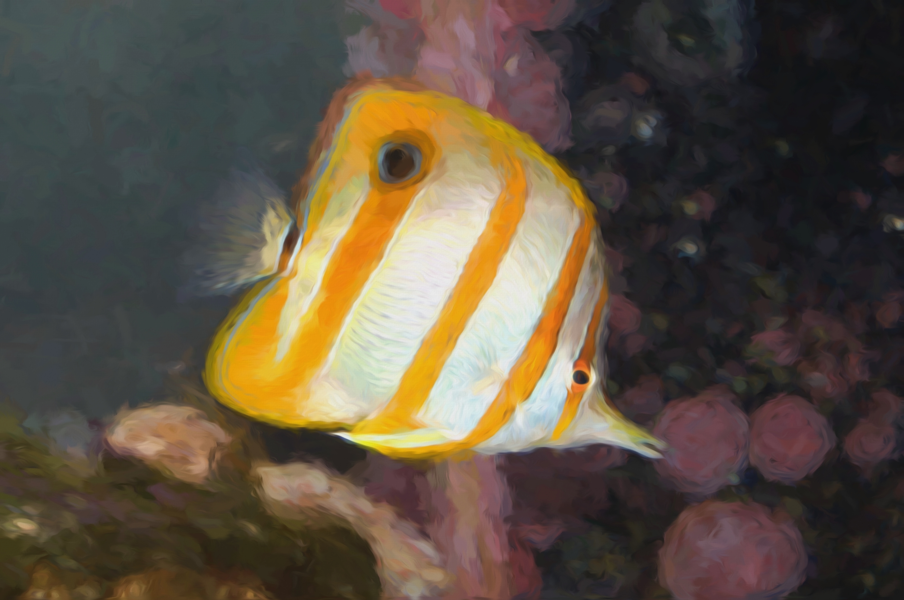 A Sixspine Butterfly Fish 19